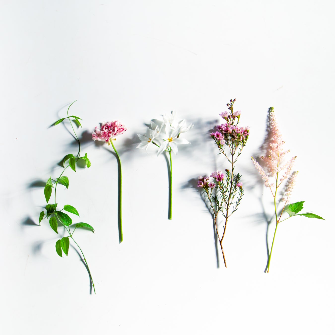 気軽に上質な 花のある暮らし を始めるきっかけに 洗練されたお花5種類が隔週で届く Lifft定期便ライト 提供開始 Botanic Inc のプレスリリース 気軽に上質な 花のある暮らし を始めるきっかけに 洗練されたお花5種類が隔週で届く Lifft定期便ライト 提供開始 Botanic Inc のプレスリリース