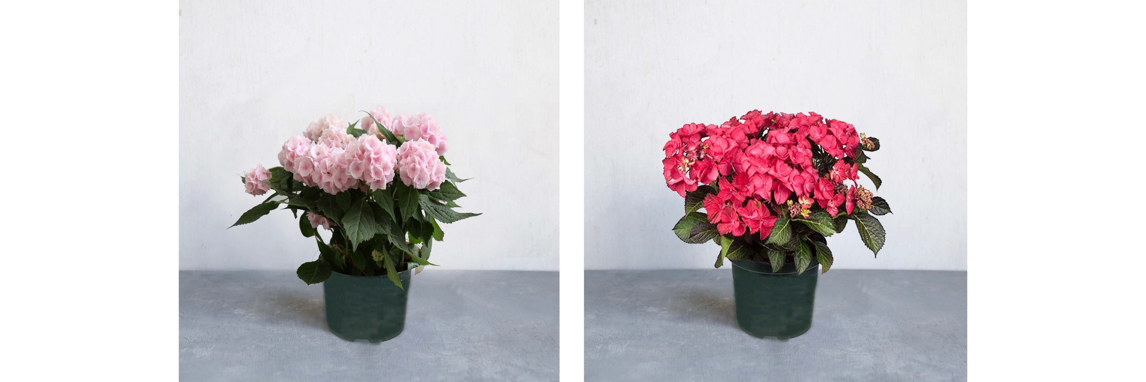 左から「ヤマアジサイ・伊予獅子てまり」「ガクアジサイ・ブラックダイヤモンド・ダークエンジェル」