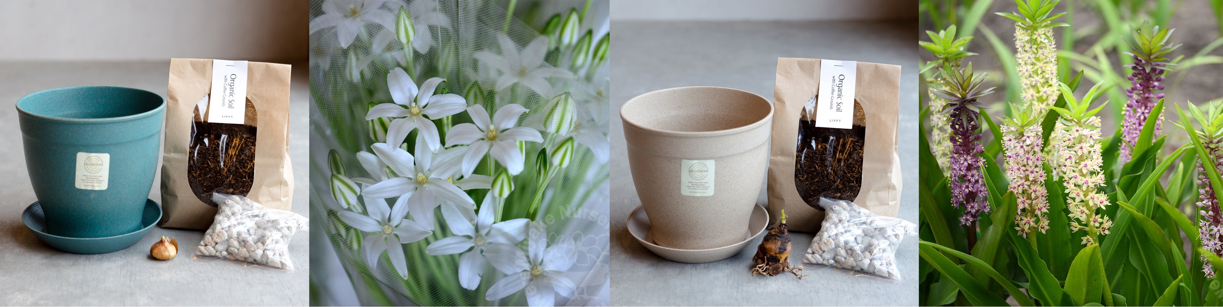 （左から、「ミラ ビフロラ」、「ユーコミス」。お花の写真はイメージです）