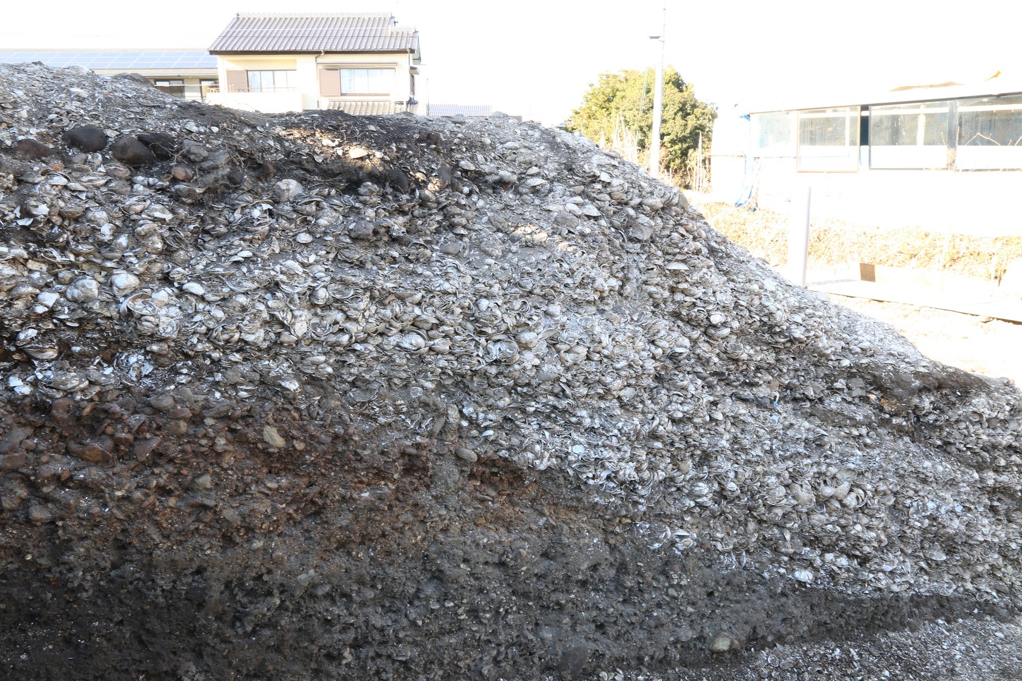 厚く堆積した貝の層