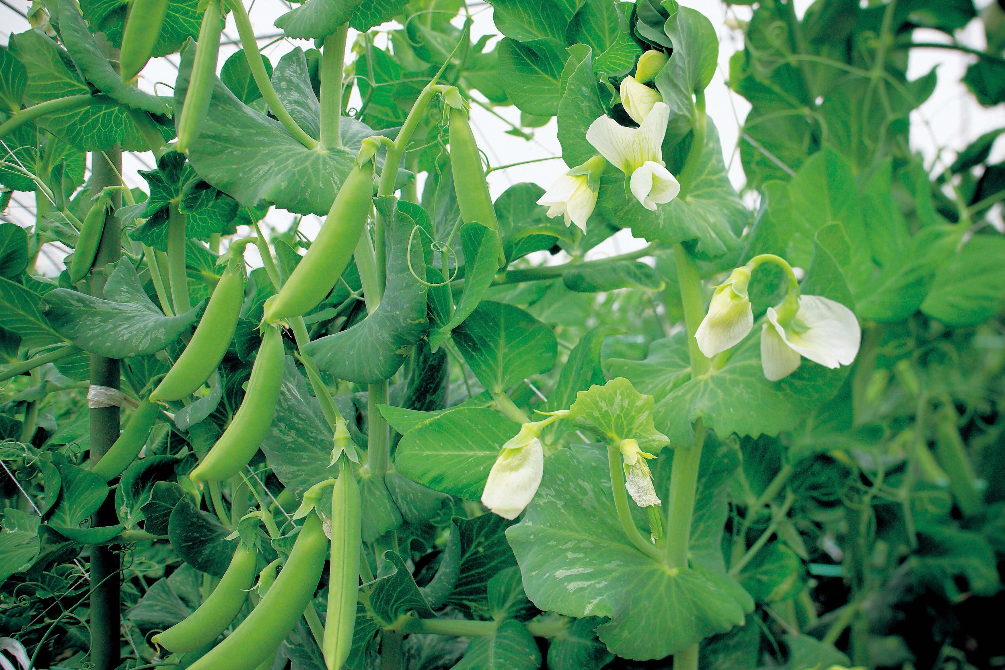 スティックサラダ