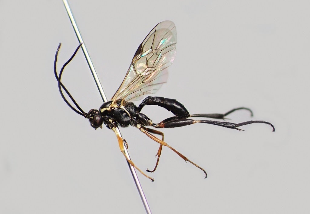 ウォルドステドゥティウス・アルピコーラ（メス）