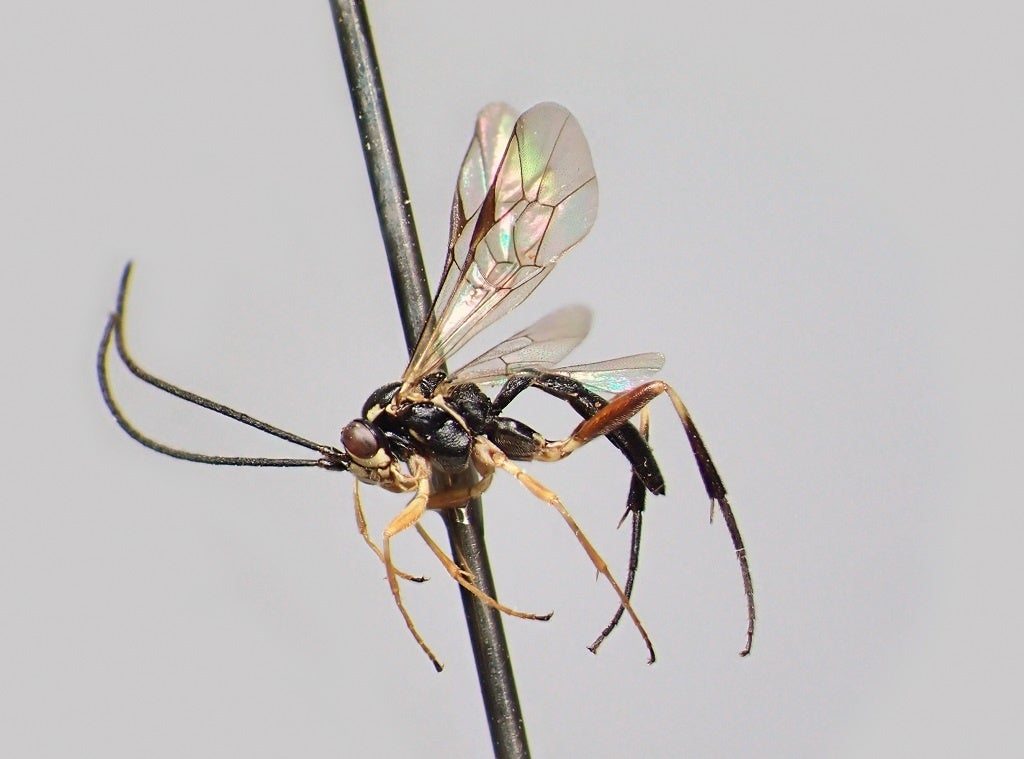 ウォルドステドゥティウス・プンクタートゥス（オス）