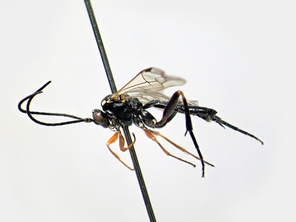 ウォルドステドゥティウス・プンクタートゥス（メス）