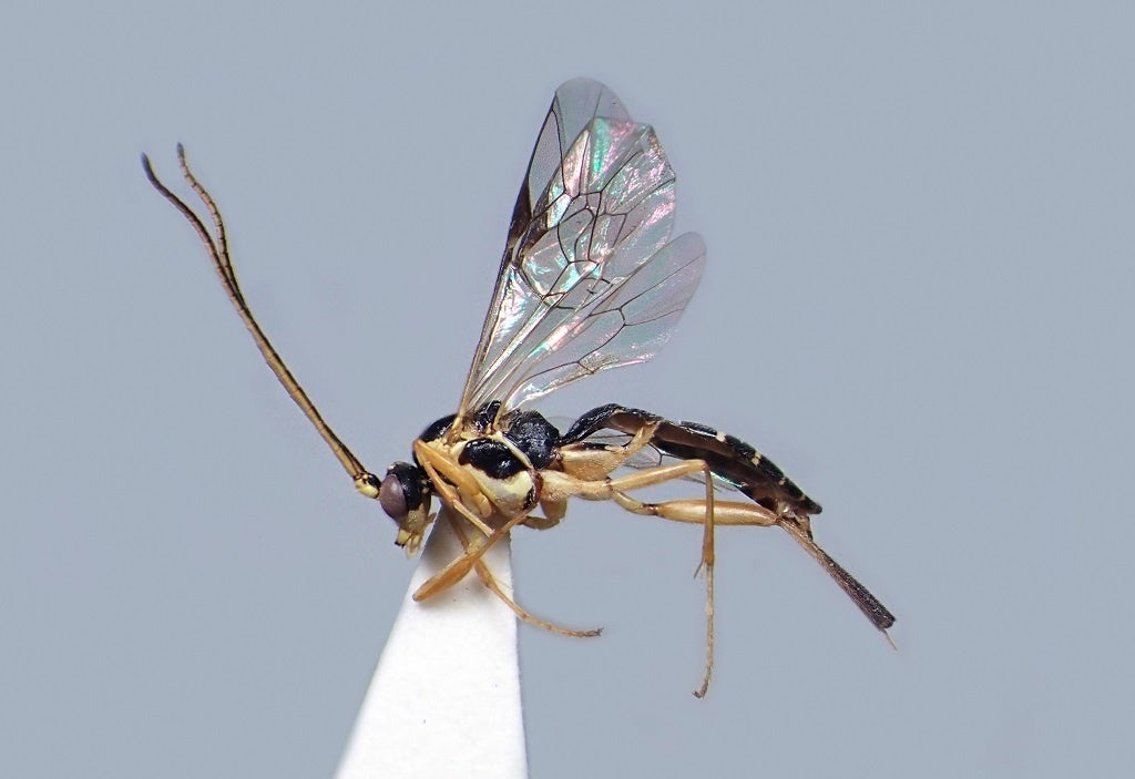 ウォルドステドゥティウス・アルピコーラ（オス）