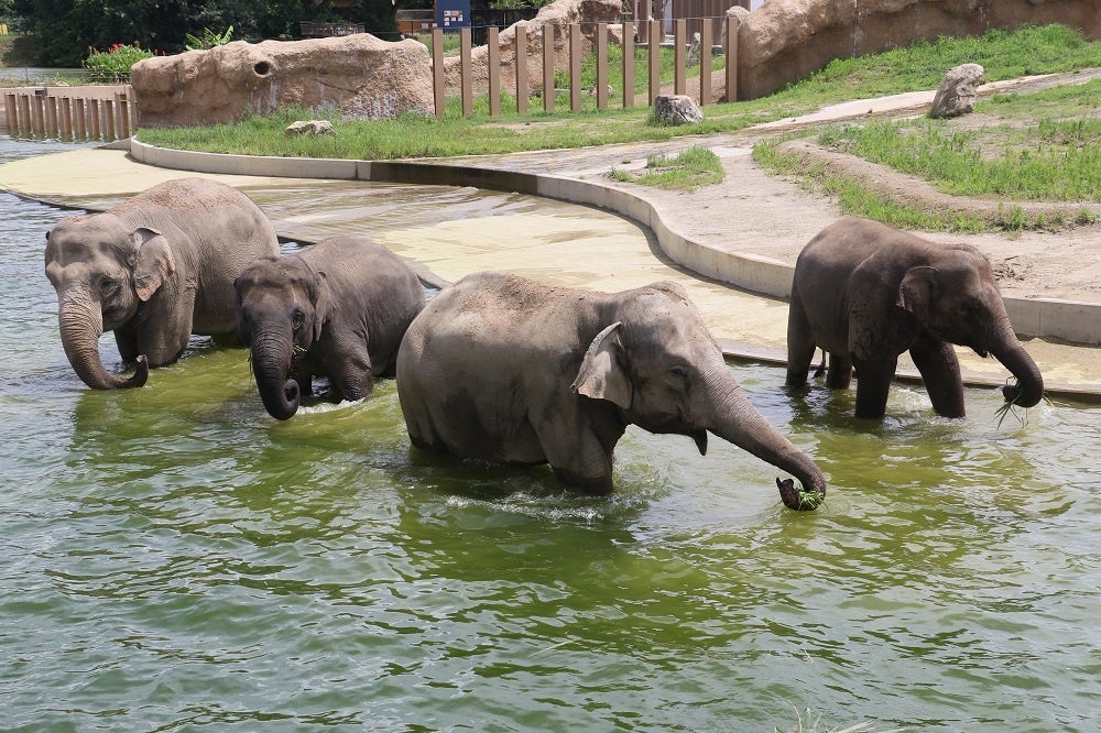 プールに入るアジアゾウを見ることができる