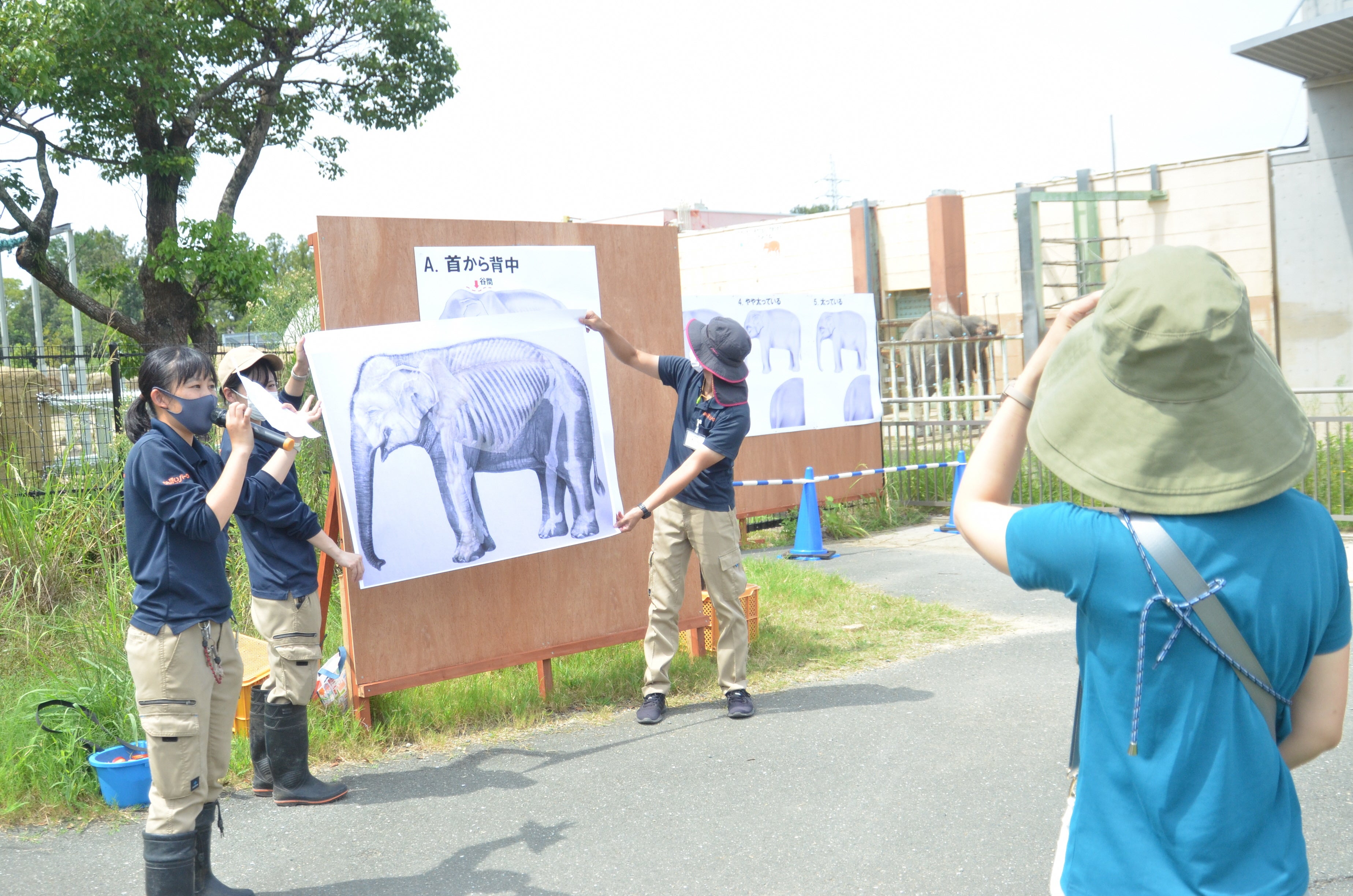 ゾウの骨格を説明する飼育員