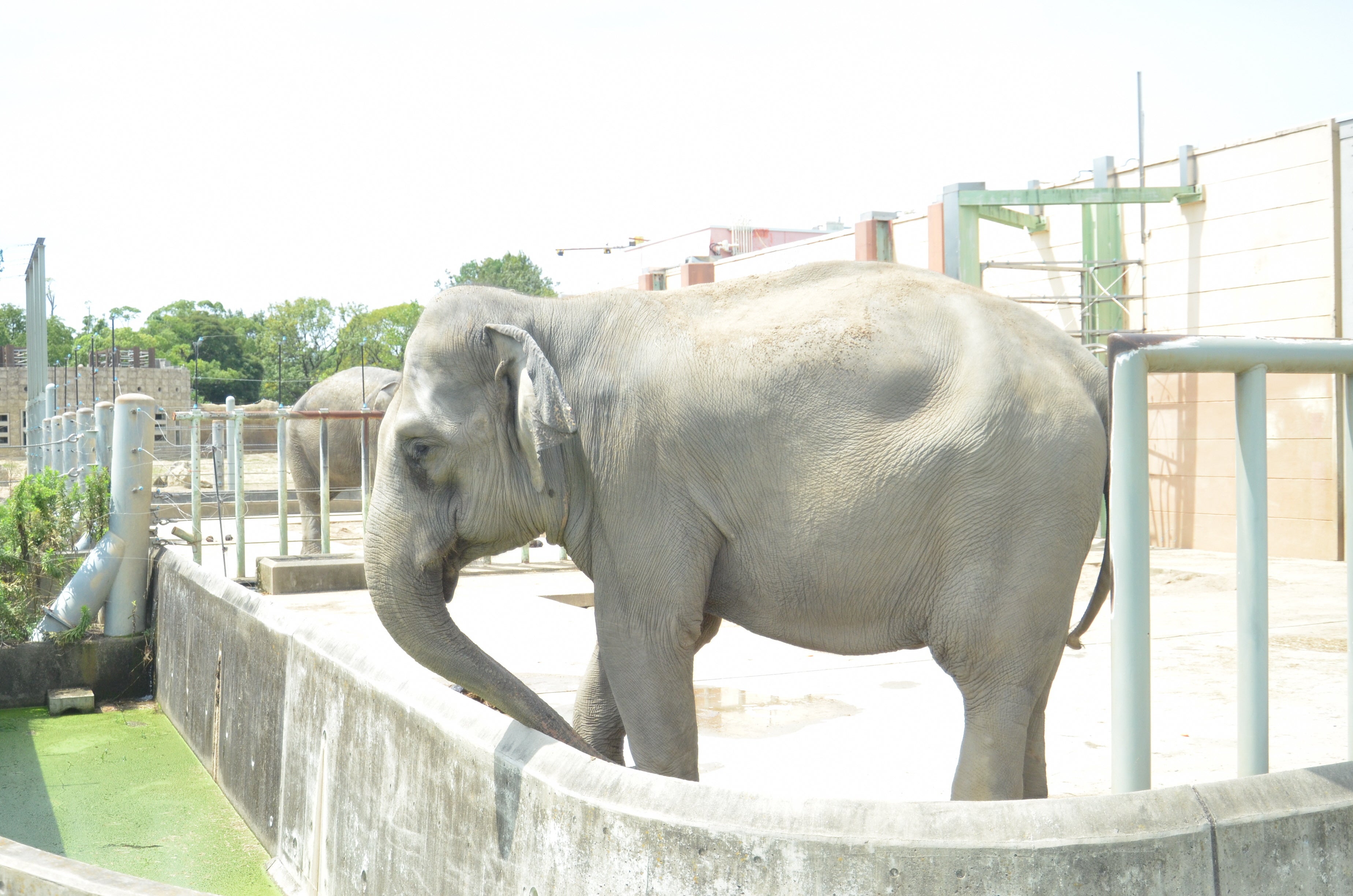 健康評価されたチャメリー