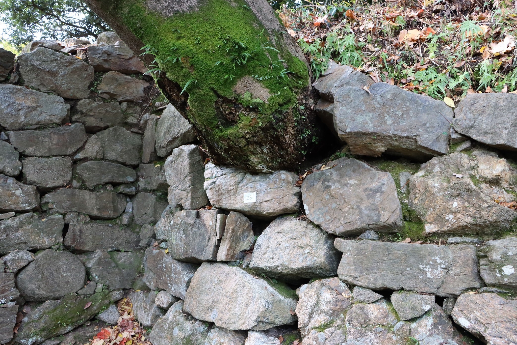 樹木の成長による石垣の損傷