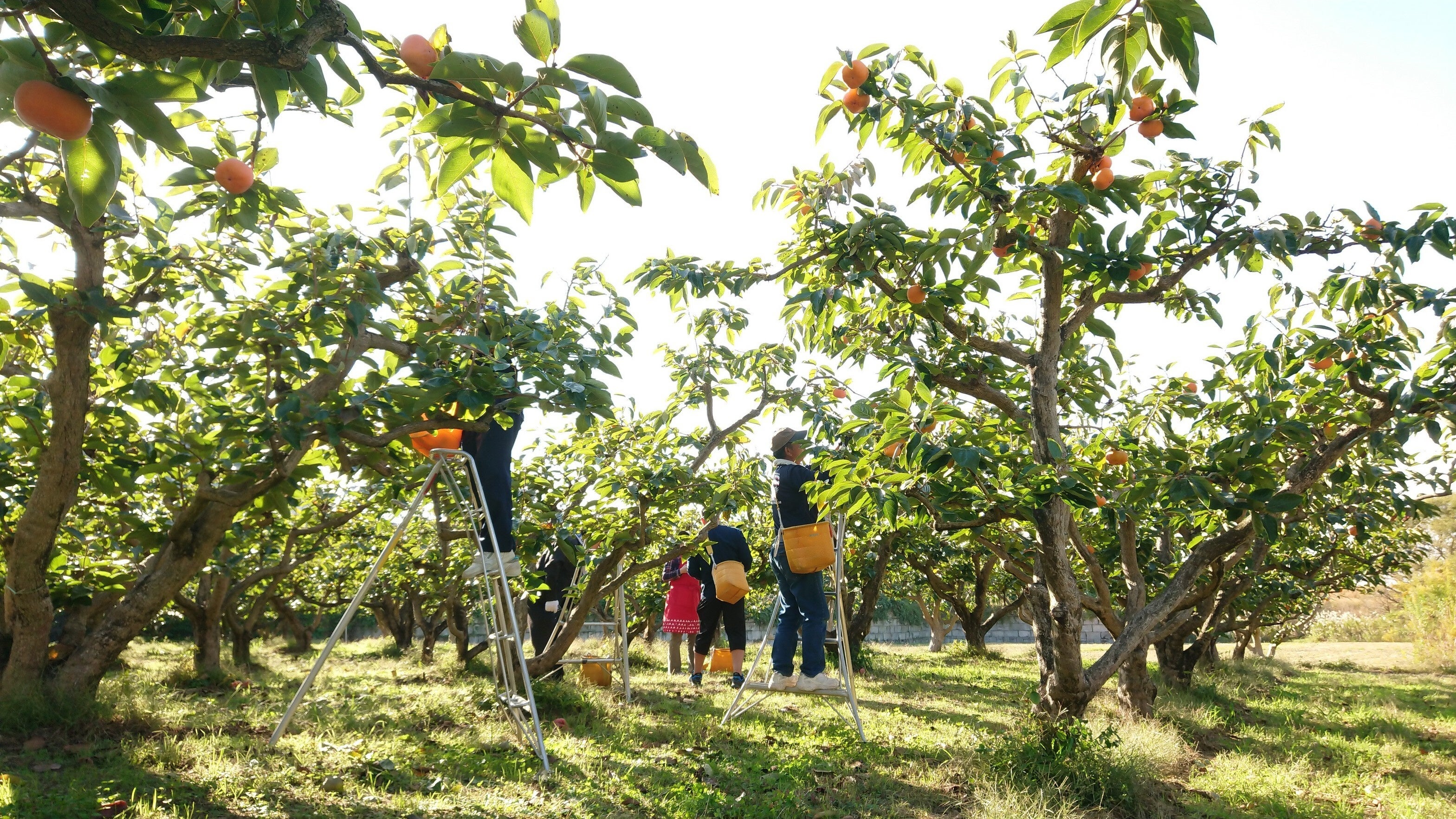 「百年柿園ベル・ファーム」圃場