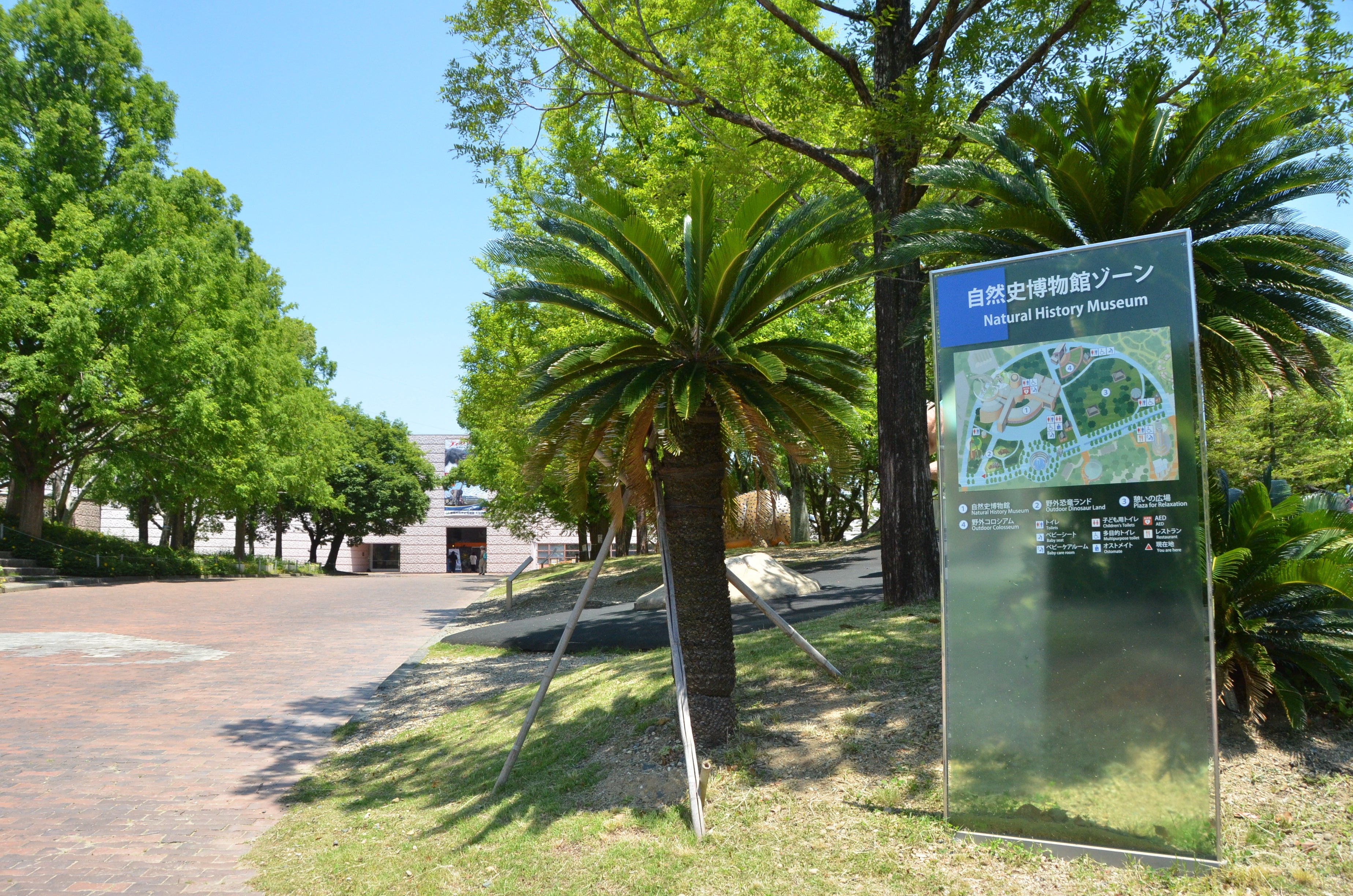 豊橋市自然史博物館へのご来場をお待ちしております。