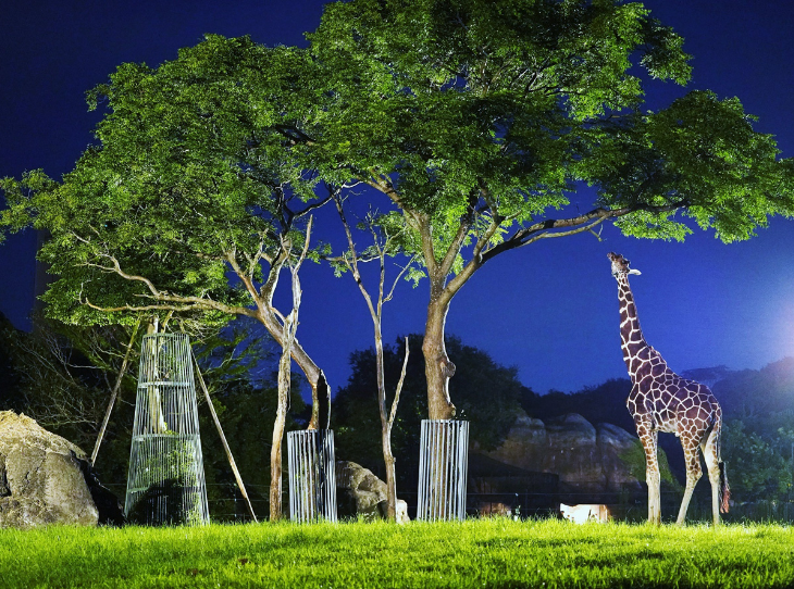 昼では見られない幻想的な風景がナイトＺＯＯでは見られます