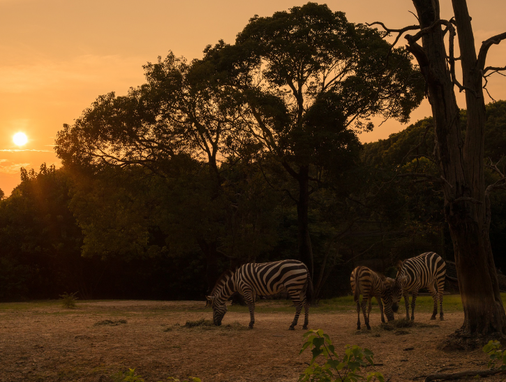 まるで大自然の夕方の風景がのんほいパークで