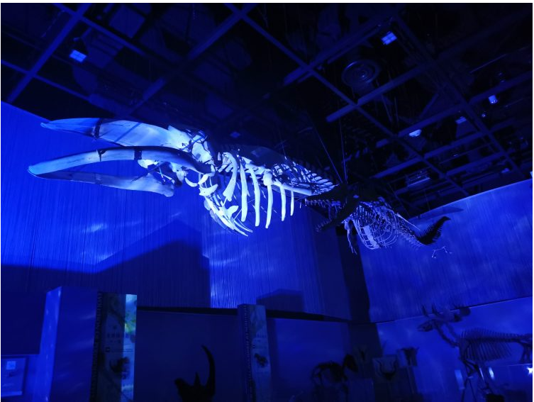 昨年のナイトミュージアムの様子