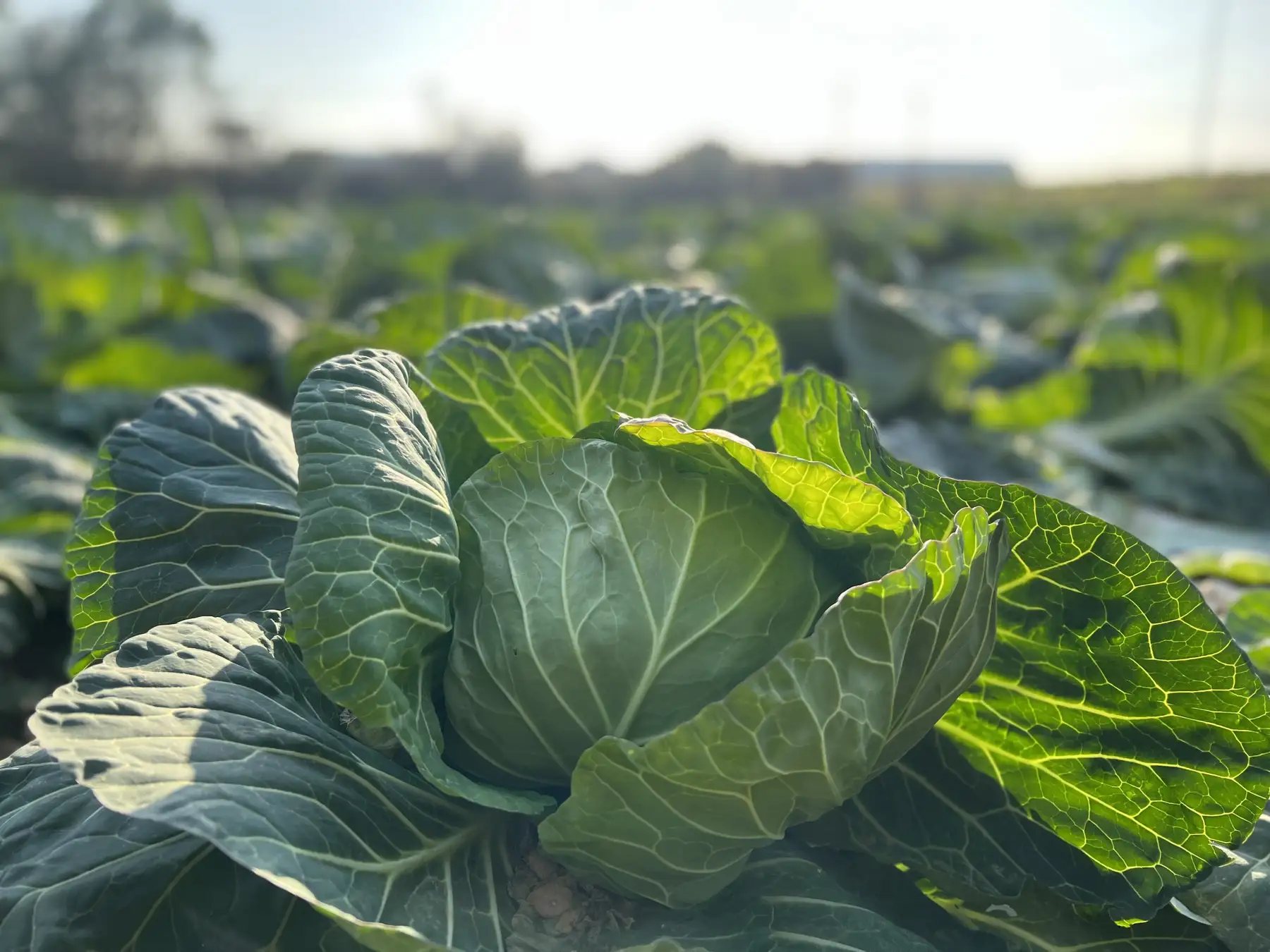 名産のひとつであるキャベツ