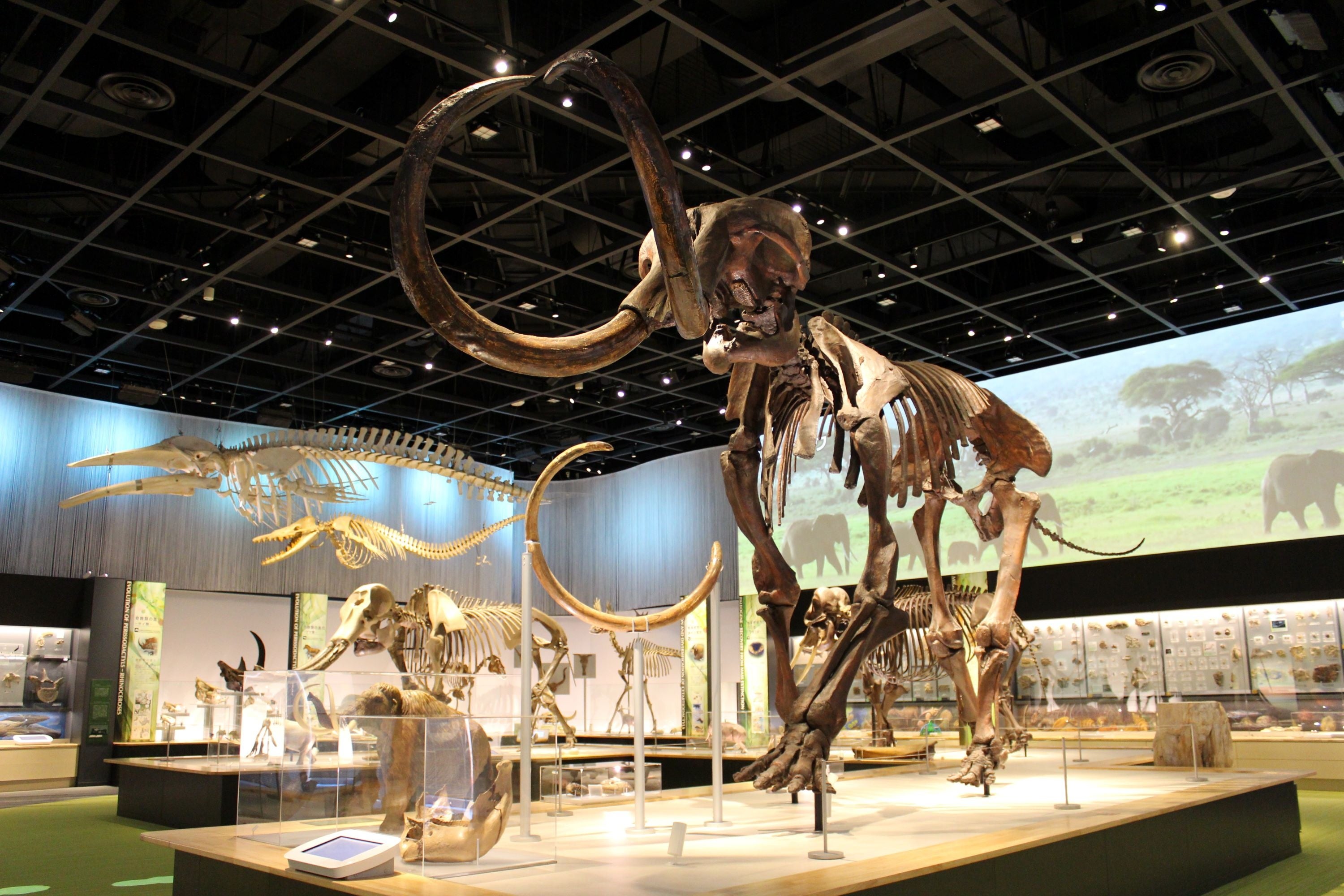 昼間の自然史博物館の様子