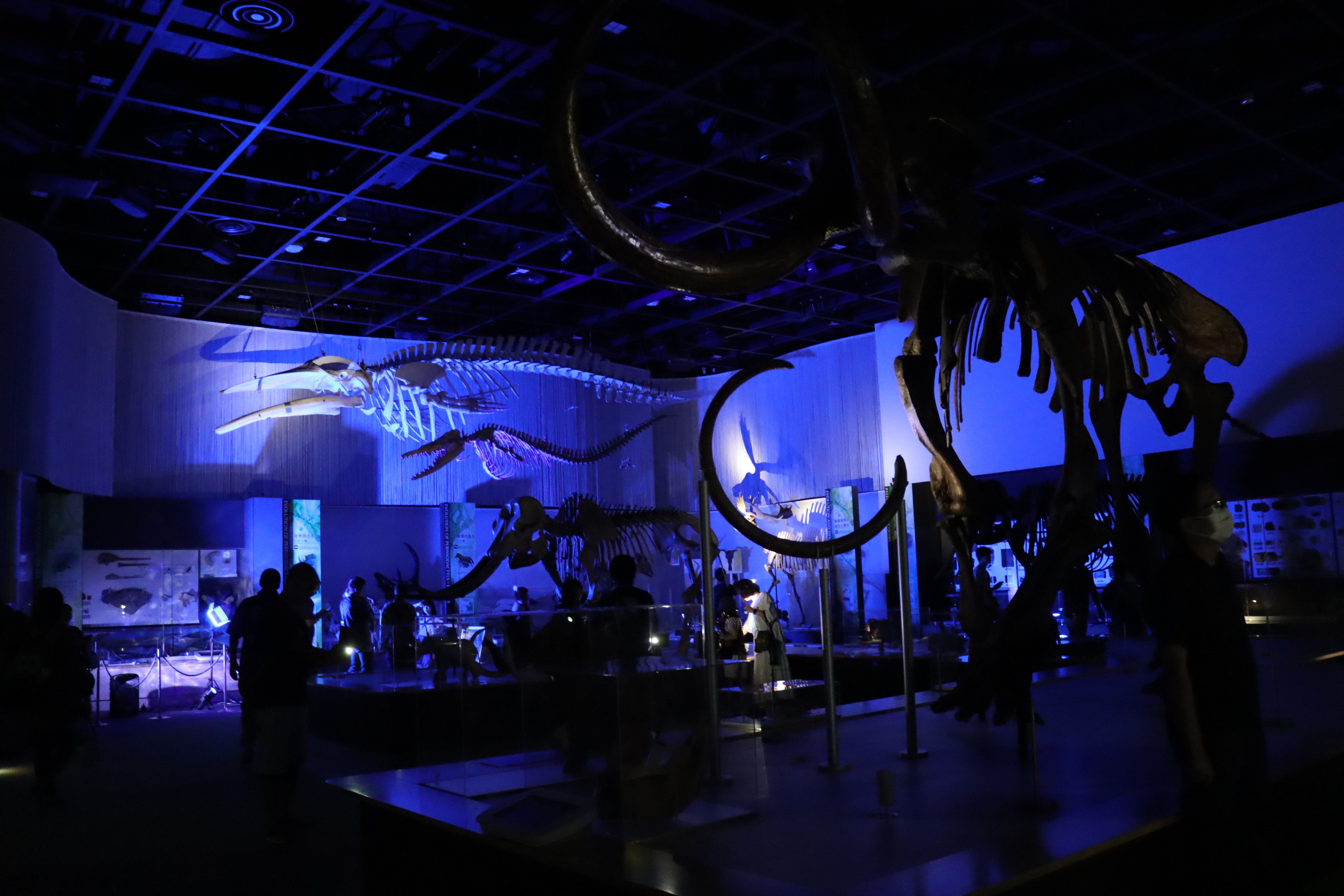 ナイトミュージアム開催時の自然史博物館