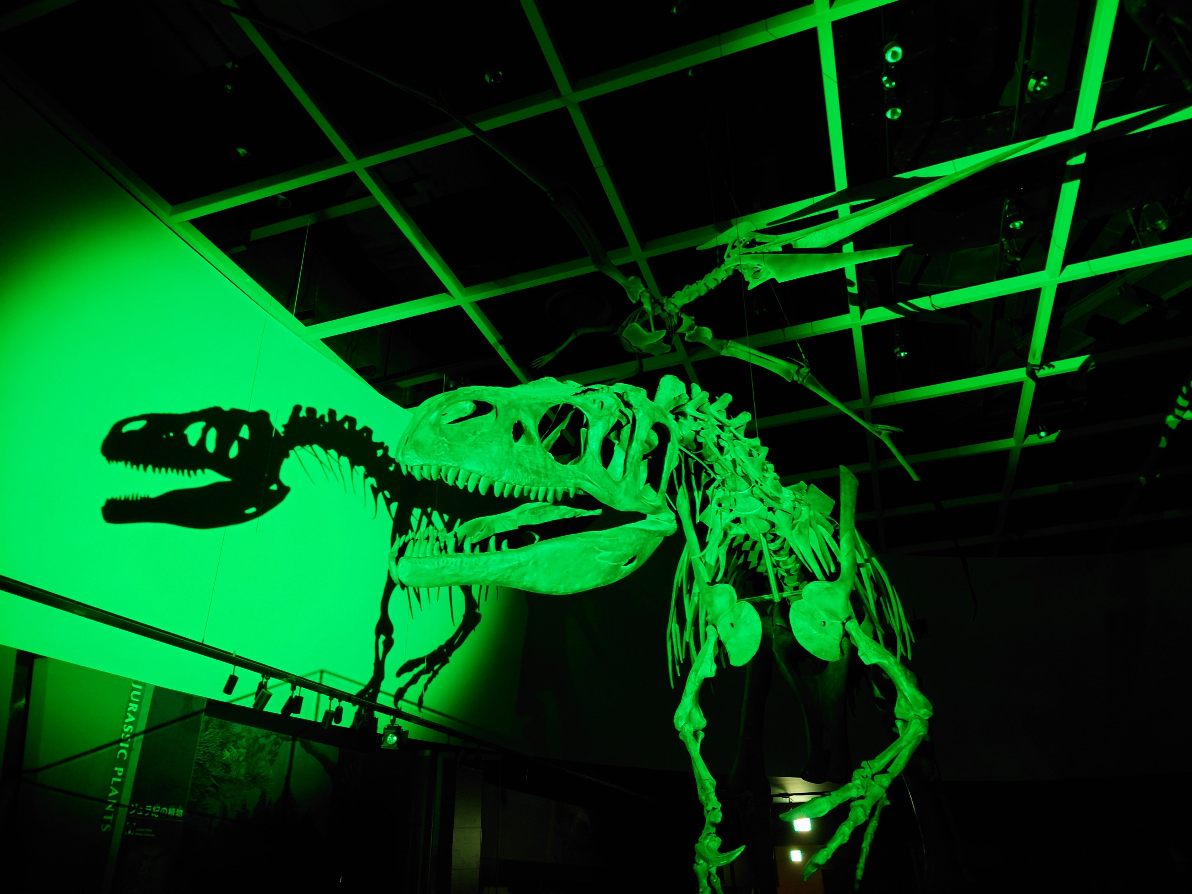 ナイトミュージアム館内の様子