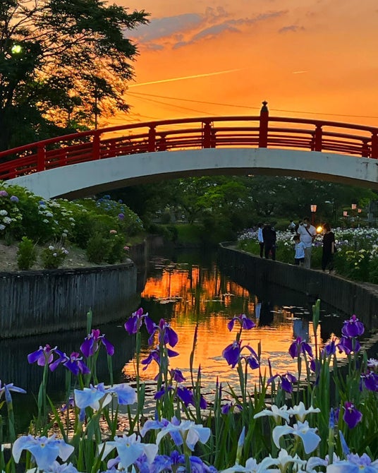【賀茂しょうぶ園】愛知県内で最大規模!豊橋市の初夏風景が味わえる「花しょうぶまつり」を開催! 【賀茂しょうぶ園】愛知県内で最大規模!豊橋市の初夏風景が味わえる「花しょうぶまつり」を開催!