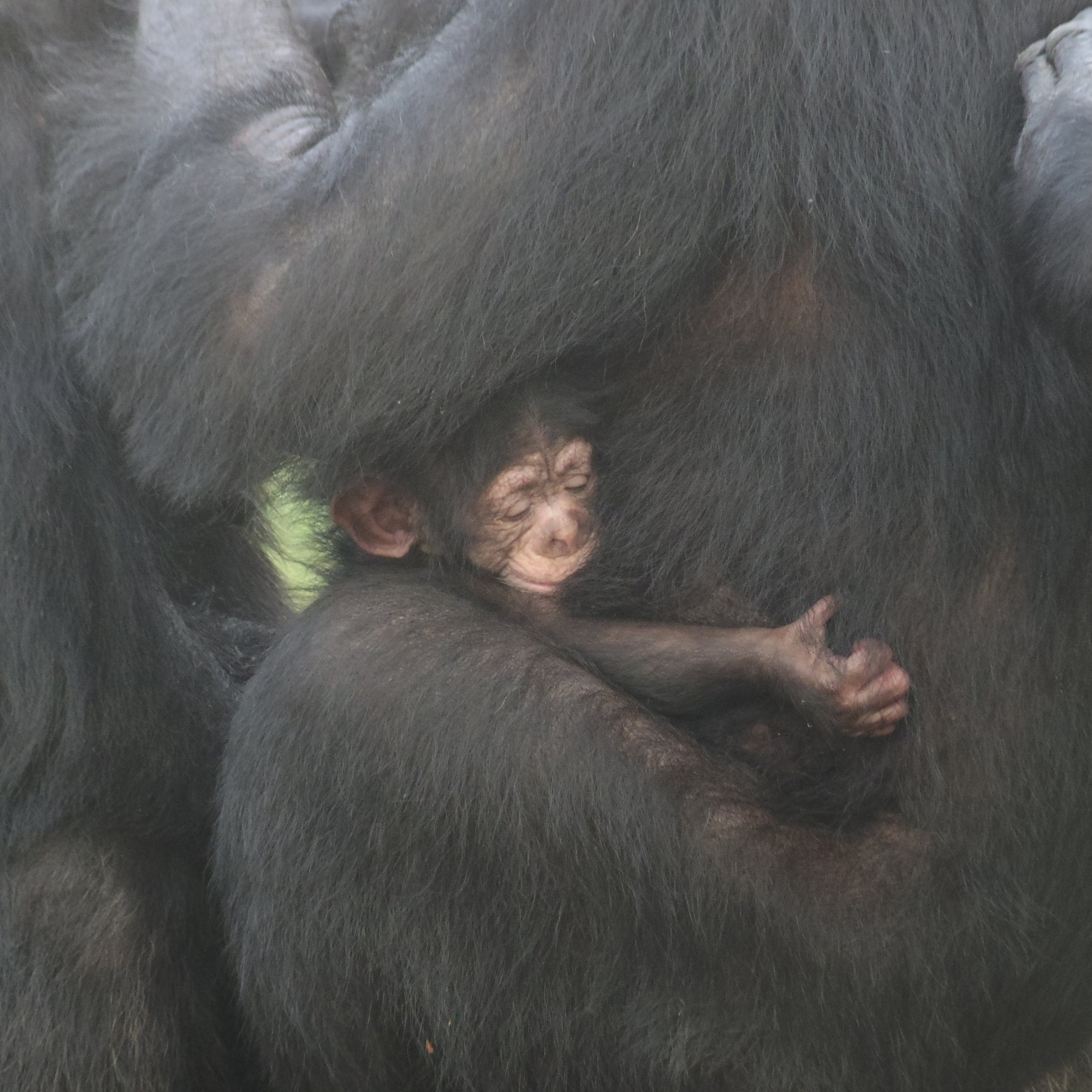 【豊橋総合動植物公園】愛くるしいチンパンジーの赤ちゃんに会える!一般公開スタート&名前投票も