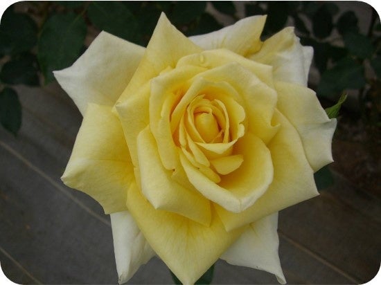 ゴールデンハート