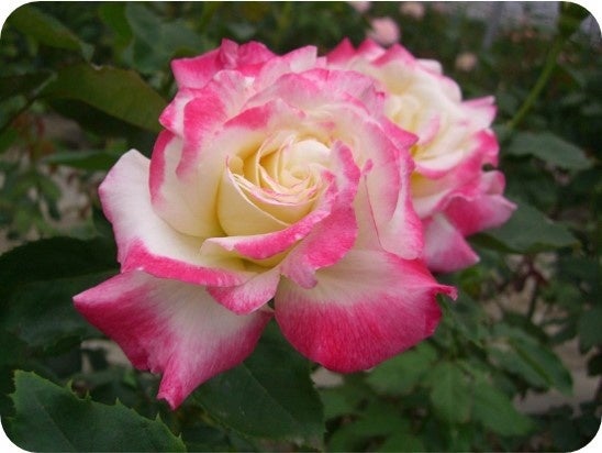 ダブルデライト