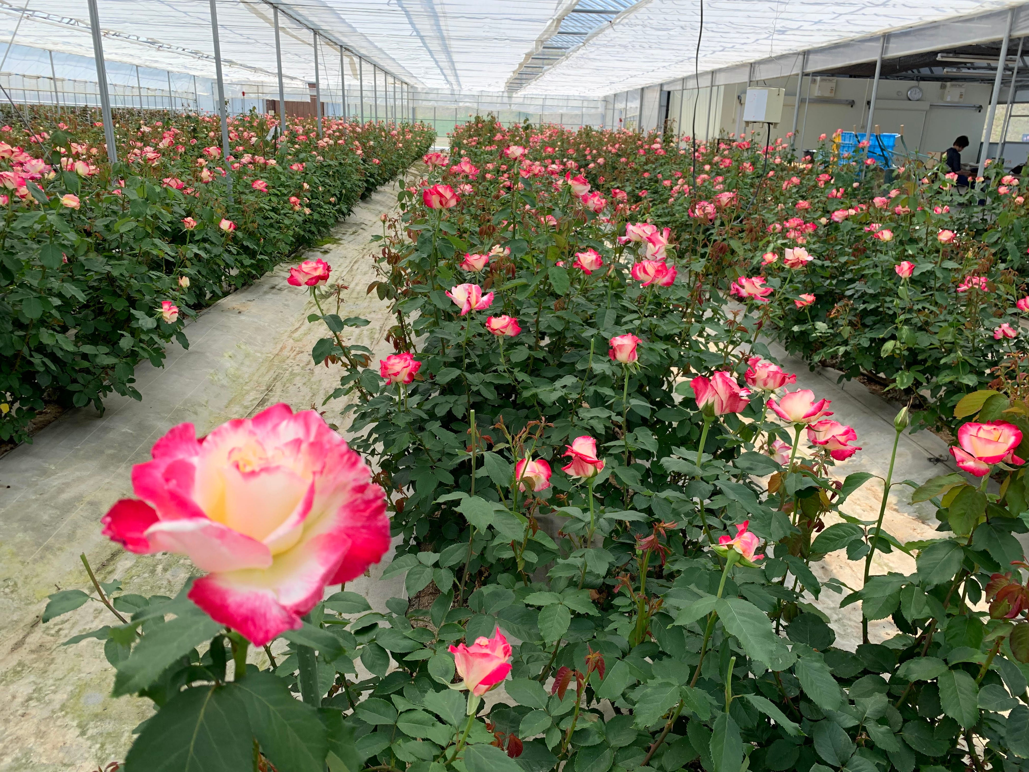 ナリス　ローズガーデン