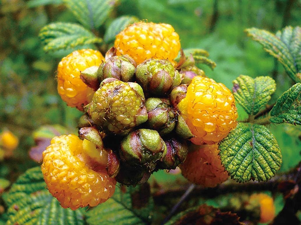 ヒマラヤンラズベリー