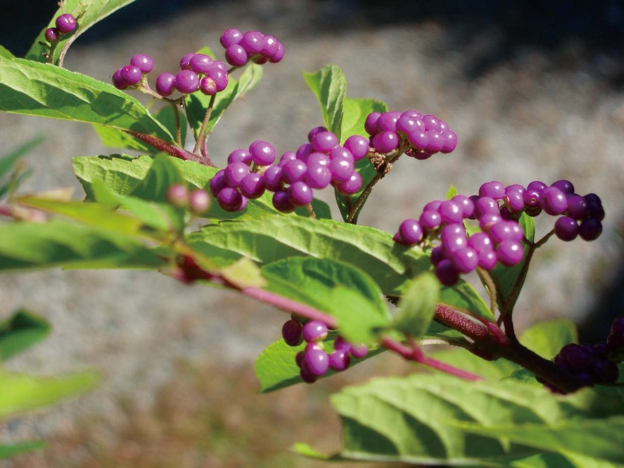ムラサキシキブ