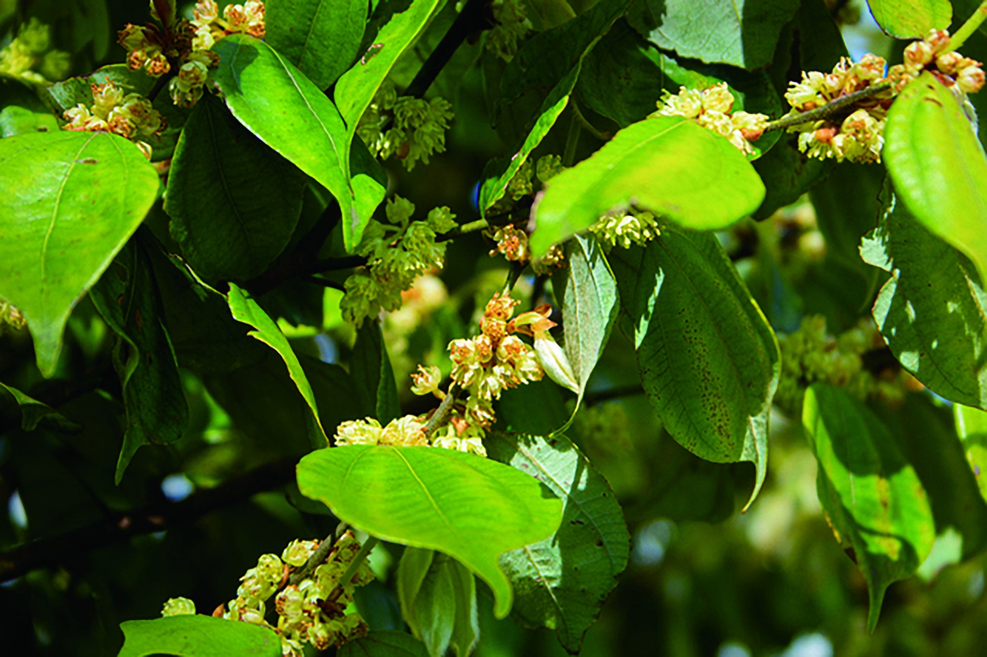 テンダイウヤク