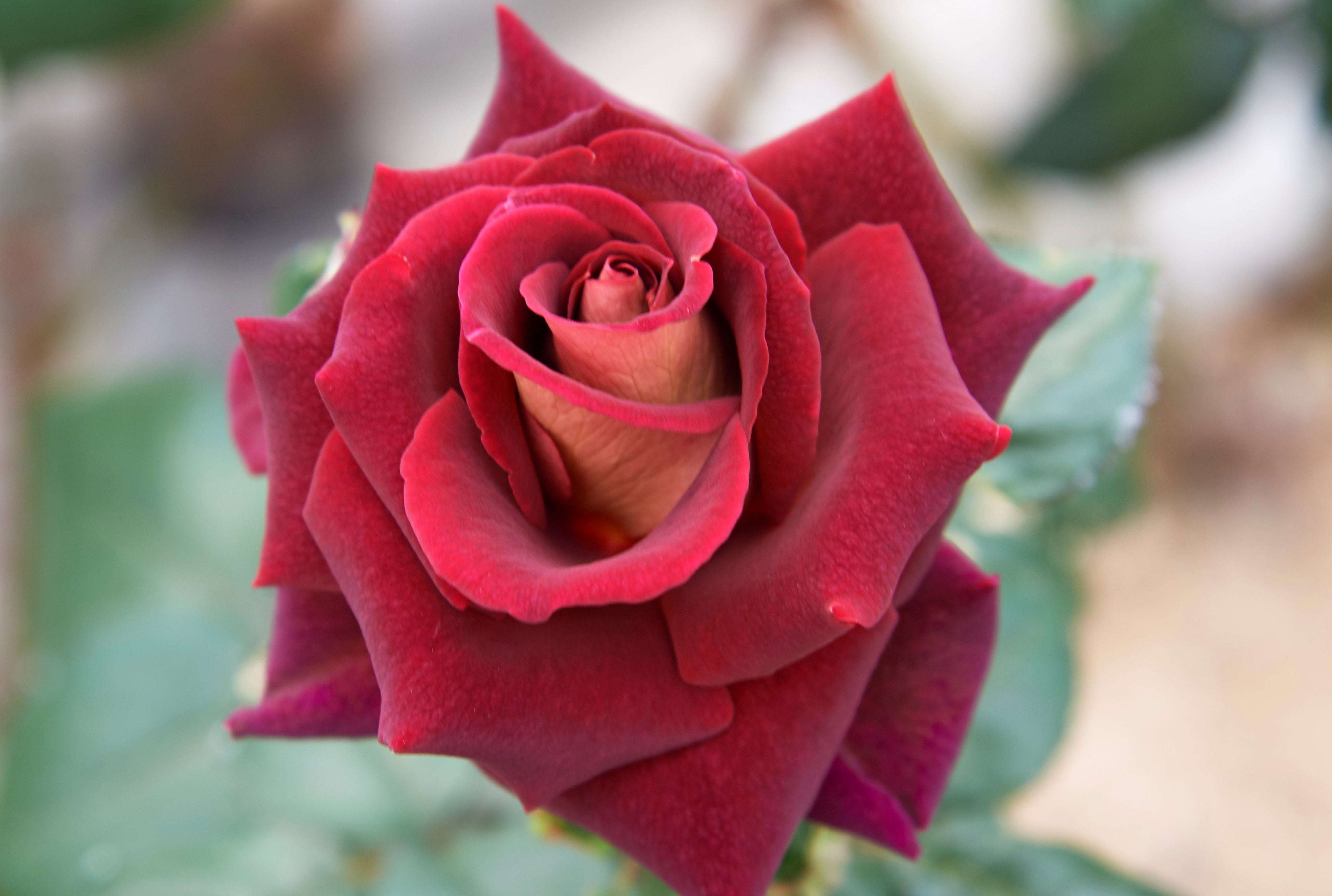 ブラックゴールド