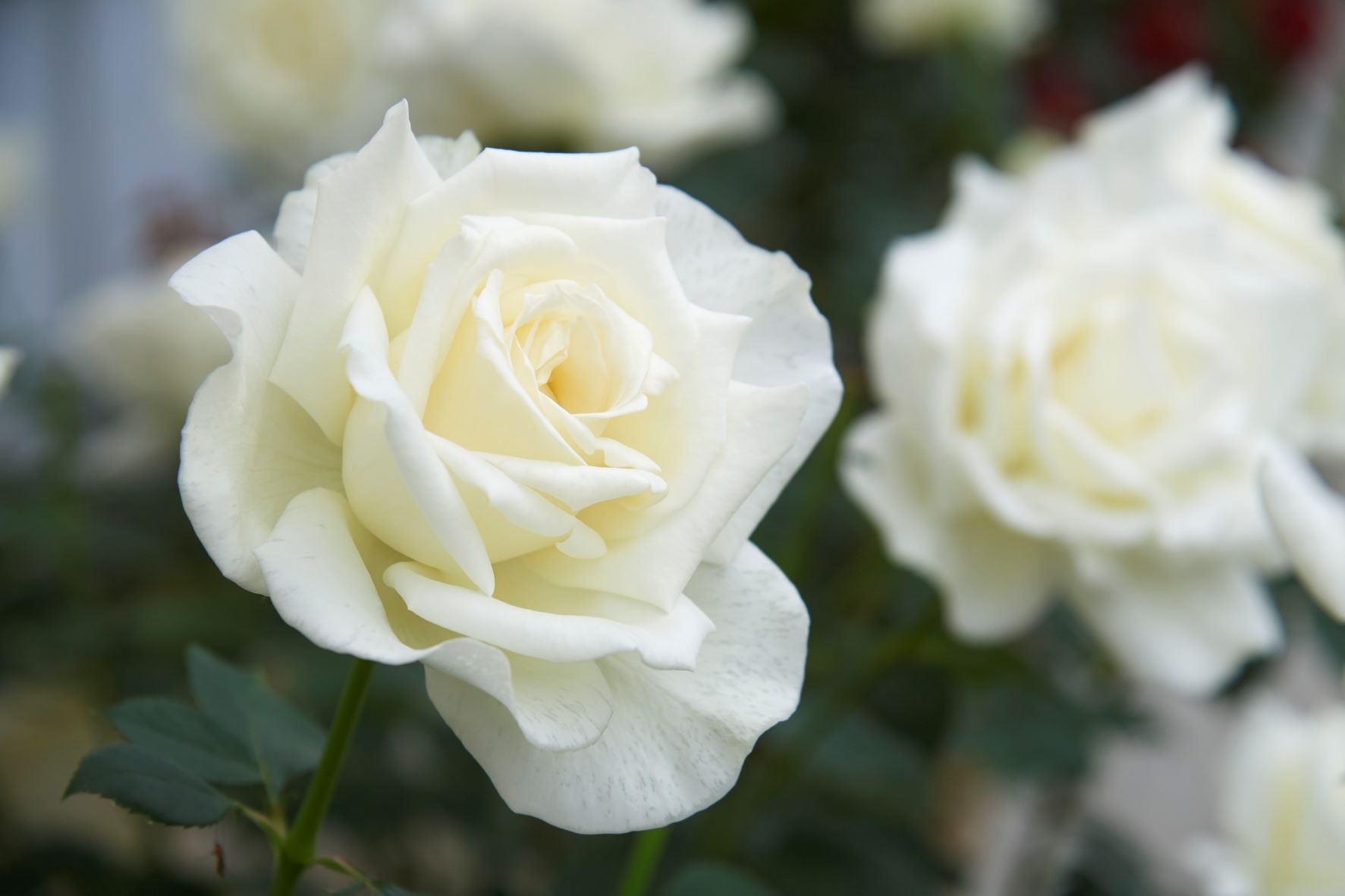 正雪（まさゆき）