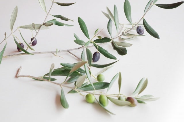 オリーブ
