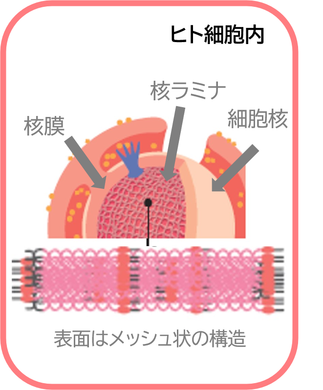 核ラミナのイメージ