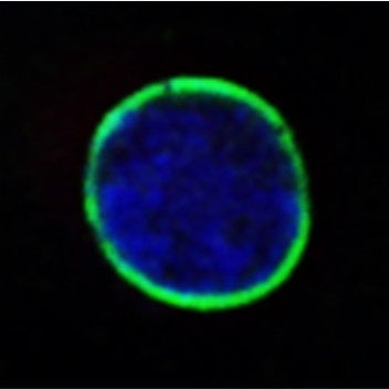 豆乳発酵液が細胞の核ラミナを正常化させることを発見 株式会社ナリス化粧品のプレスリリース