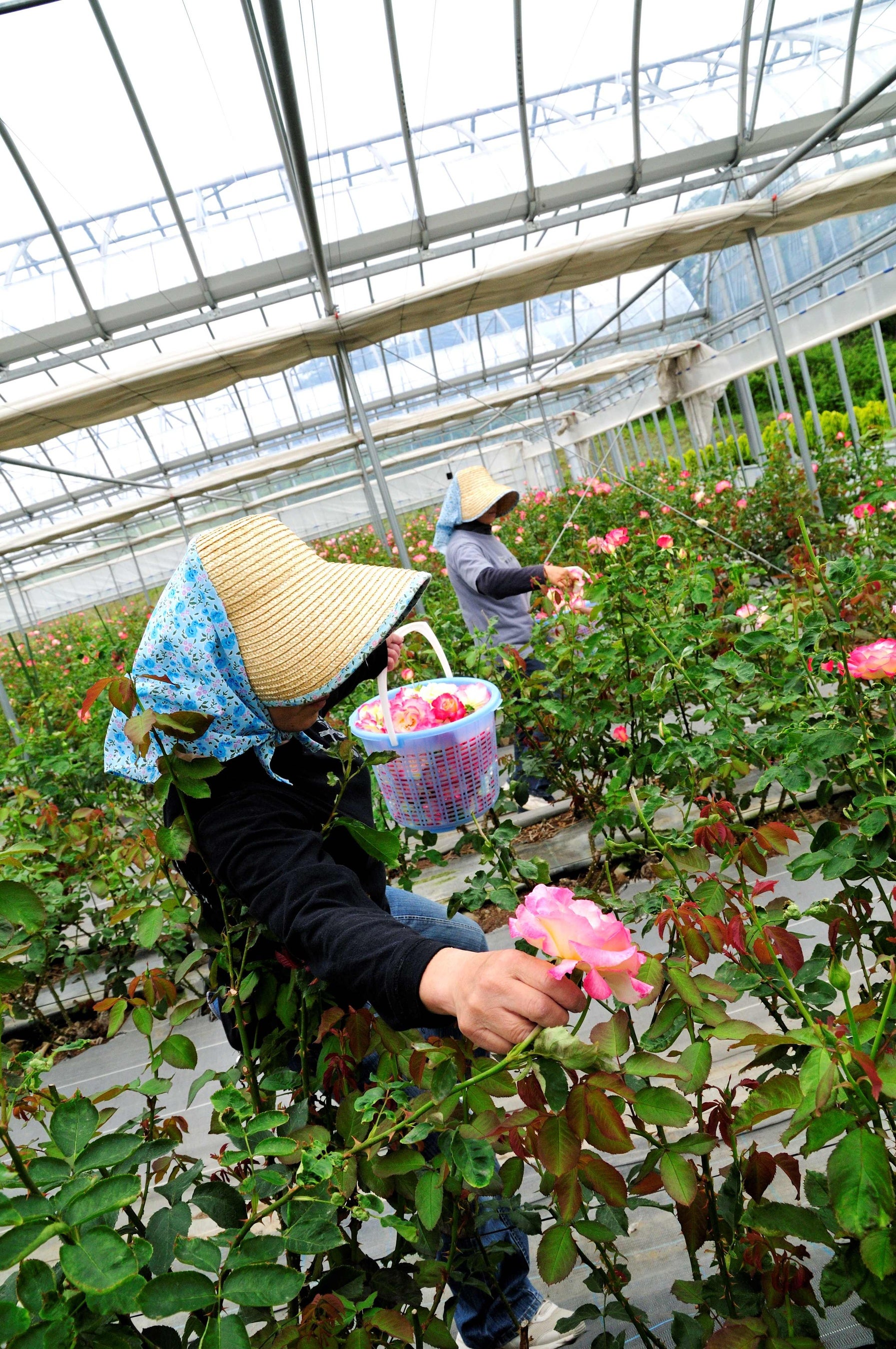 摘み取りの様子