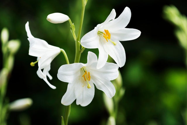 マドンナリリー