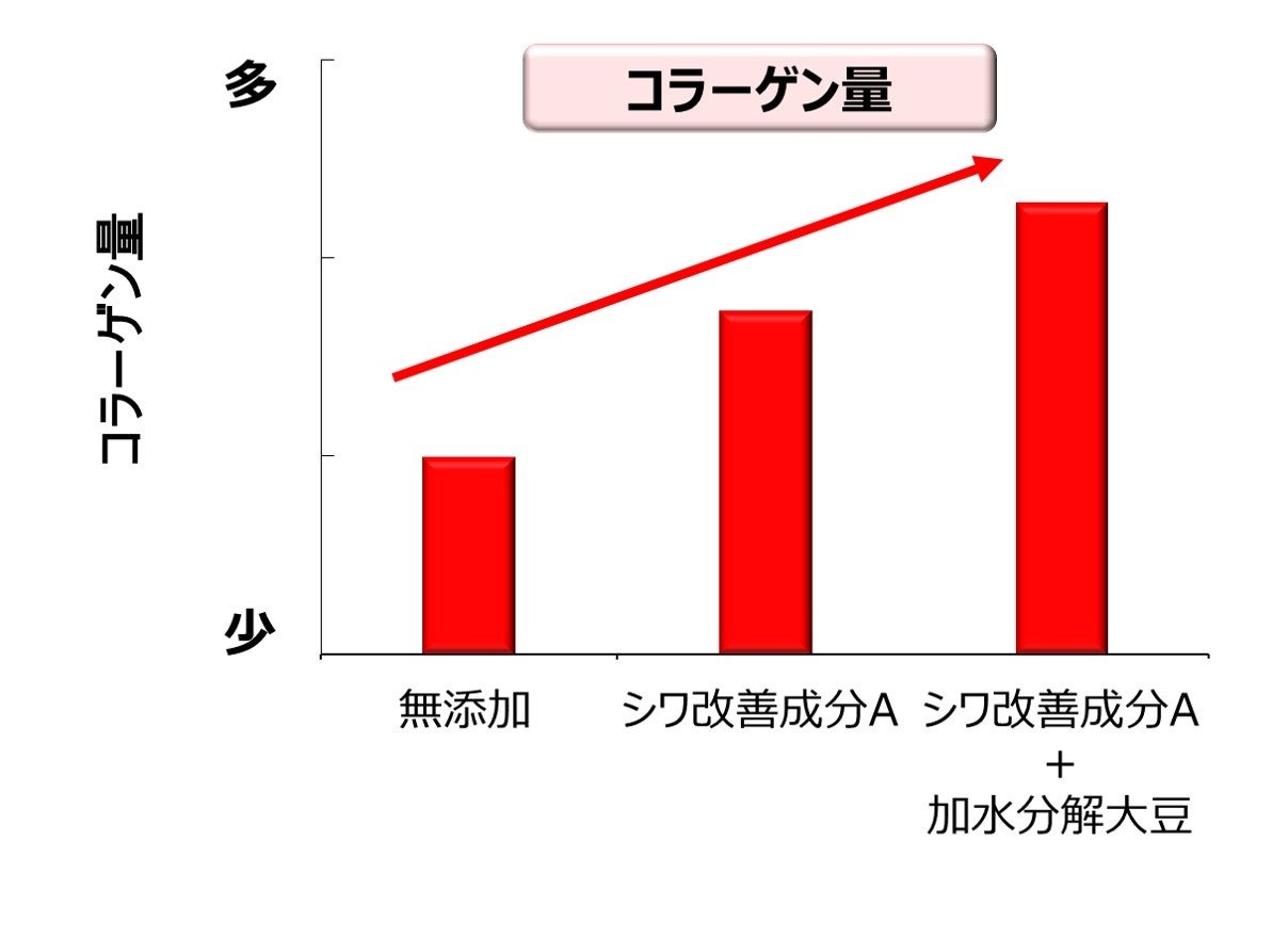 コラーゲン産生の有効性の確認