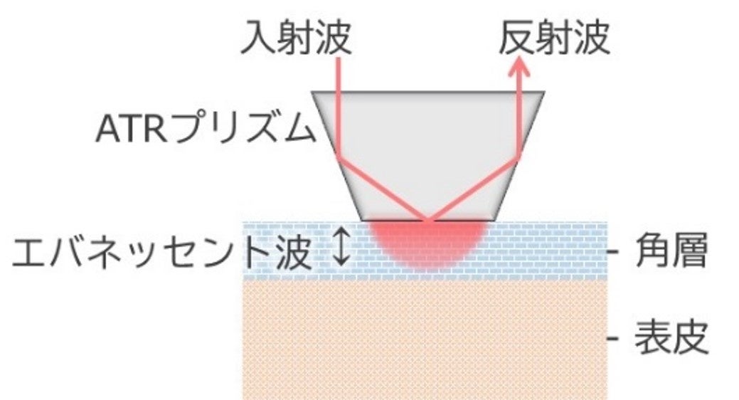 テラヘルツ波全反射減衰分光法による角層水分量測定