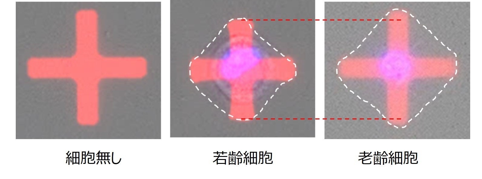 細胞収縮力の測定結果