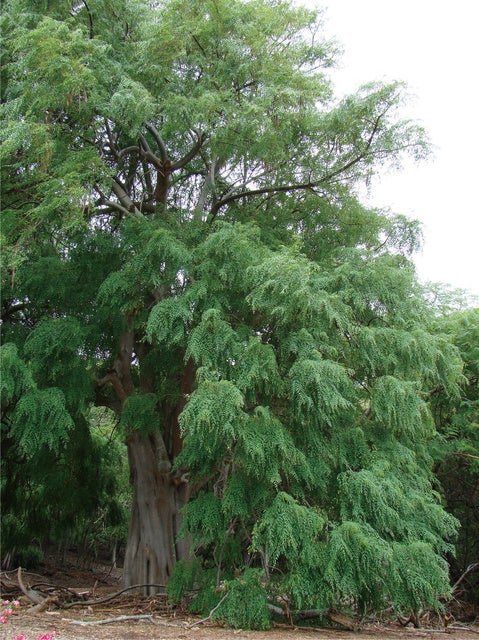 モリンガ（ワサビノキ