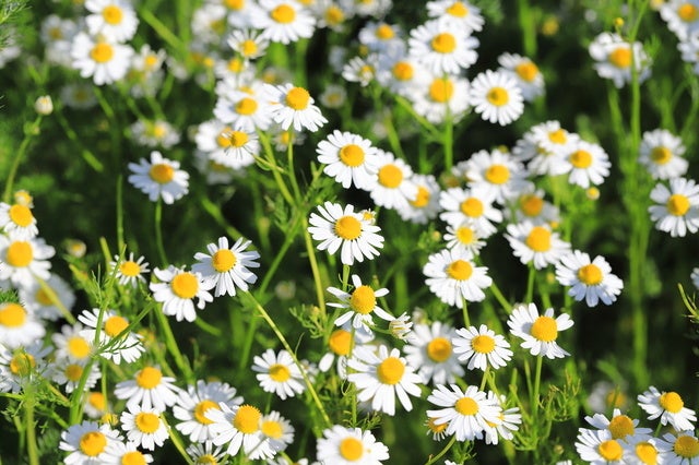 カミツレ／カモミール