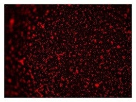 ピュアセージエキス添加