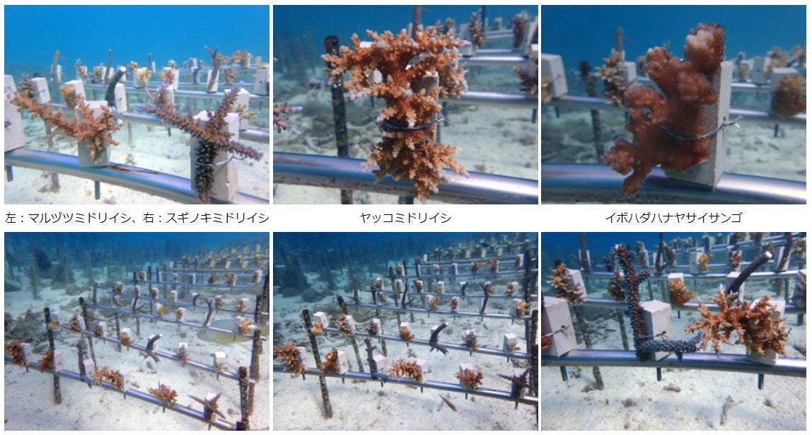 2月28日植付完了したハリウッドサンゴ畑の様子（３月レポートより）