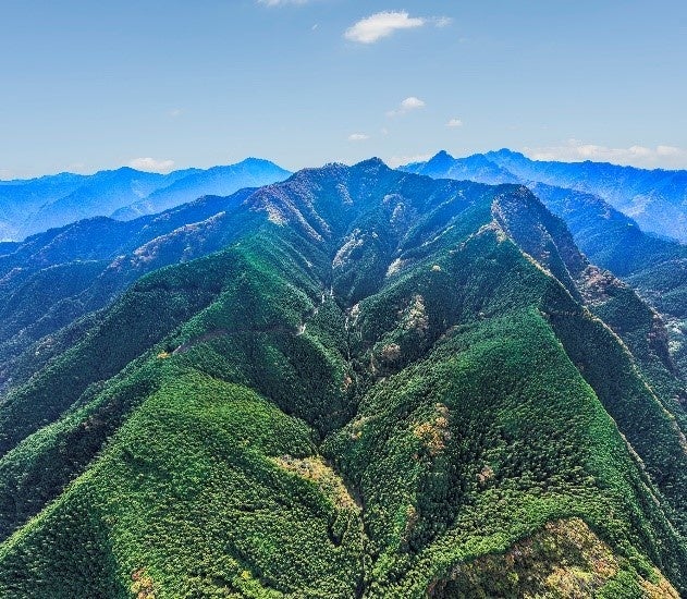 【「つなぐ森」の全景】