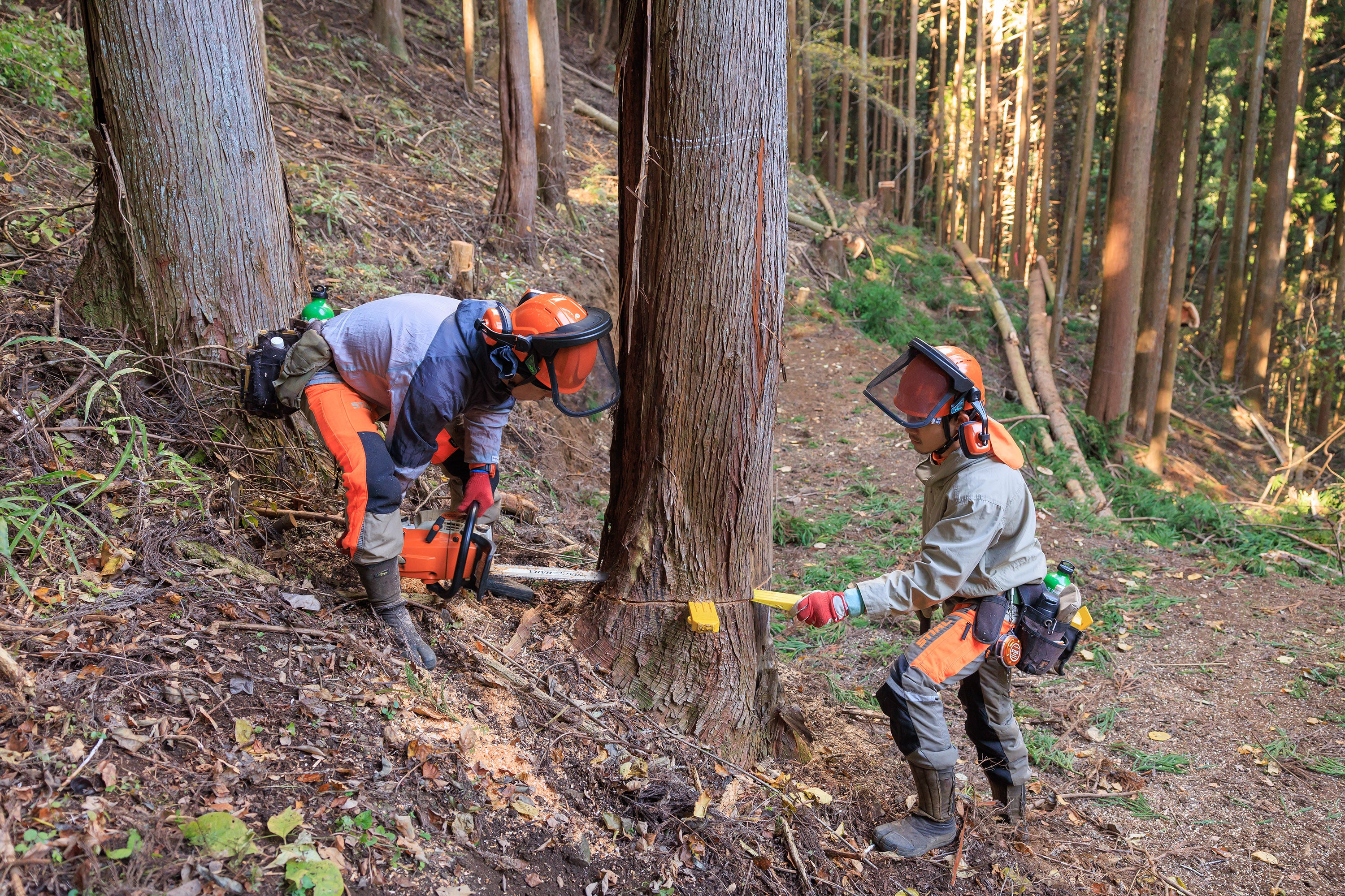 【「つなぐ森」での伐採の様子（2022年11月）】