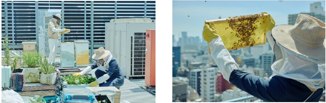 ホテル15階屋上での養蜂プロジェクトが成功!庭のホテル 東京から生まれた「庭のはちみつ」10月より販売・提供開始