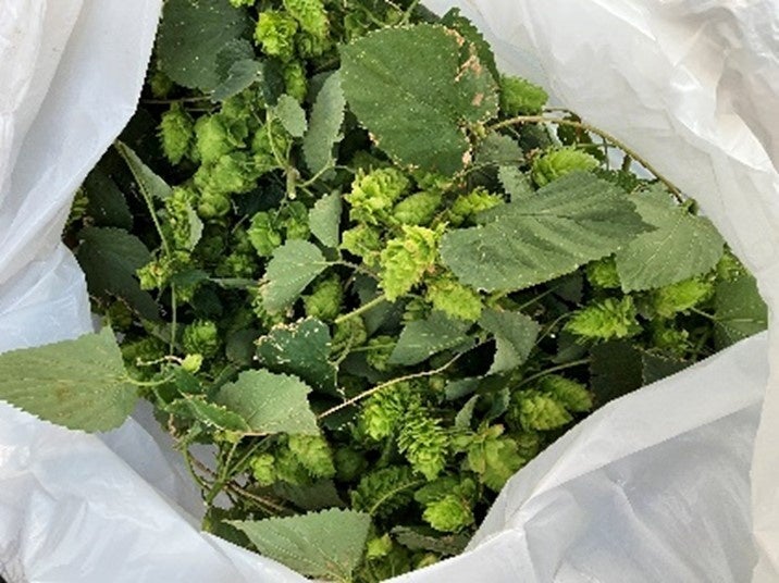 商業施設から広がるコミュニティの輪　屋上でホップ栽培、地域をつなぐクラフトビールプロジェクト