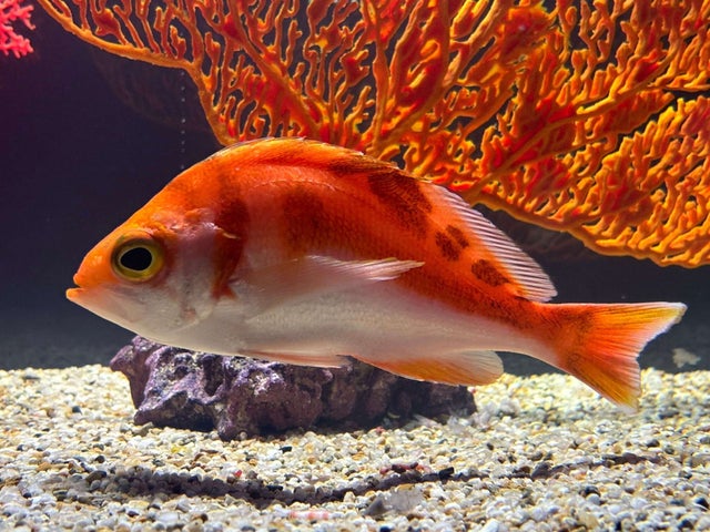 DMMかりゆし水族館、冷水魚エリアが2024年4月1日にオープン!世界最大のカニや北海のミズダコなど7種類の冷水魚を展示 DMMかりゆし水族館、冷水魚エリアが2024年4月1日にオープン!世界最大のカニや北海のミズダコなど7種類の冷水魚を展示