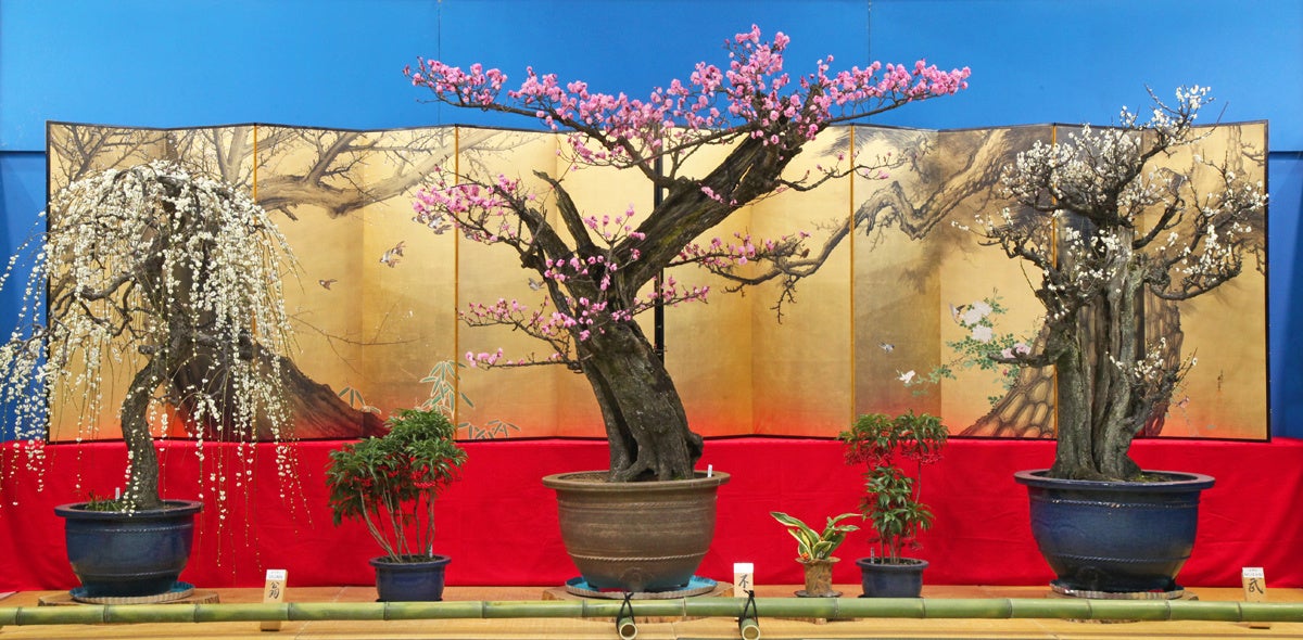 推定樹齢300年」の大作の盆梅も展示へ！2年ぶりに開催！『鴨の里盆